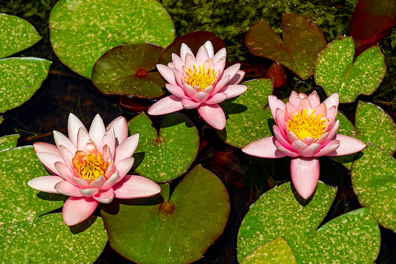 Pink water lily blooms on a lily pad pond — evocative of Monet's Giverny garden