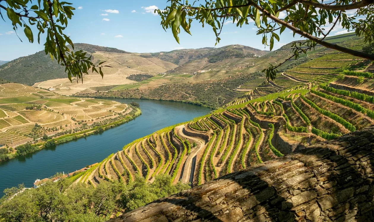 Douro Valley from Porto: Day Trip Options Compared (2026)