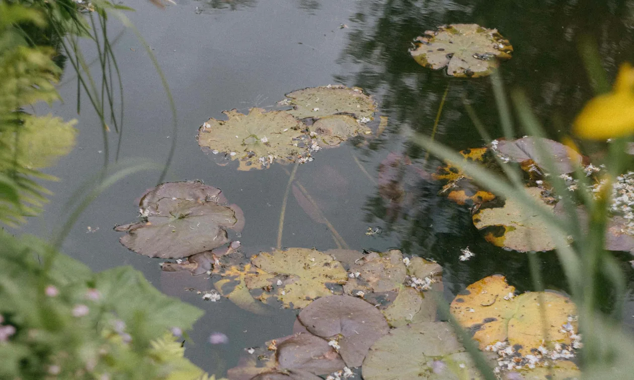 Musée Marmottan Monet Paris: Tickets, Hours & Visitor Guide (2026)