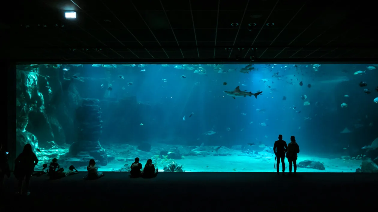 Oceanário de Lisboa Tickets 2026: Prices, Hours & Is Skip-the-Line Worth It?